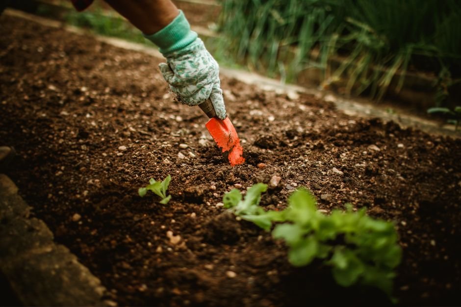 backyard vegetable bed