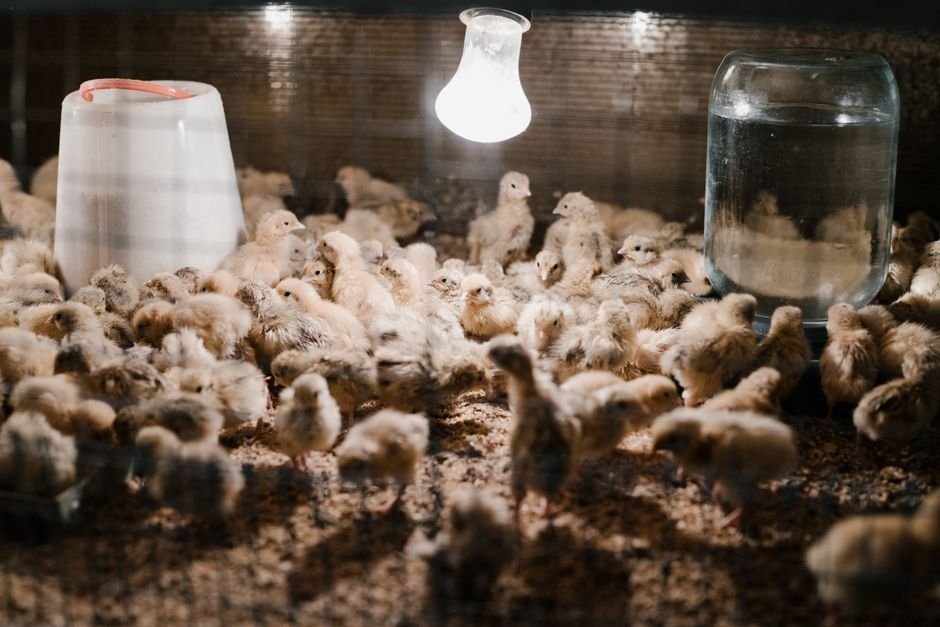 baby chicks brooder