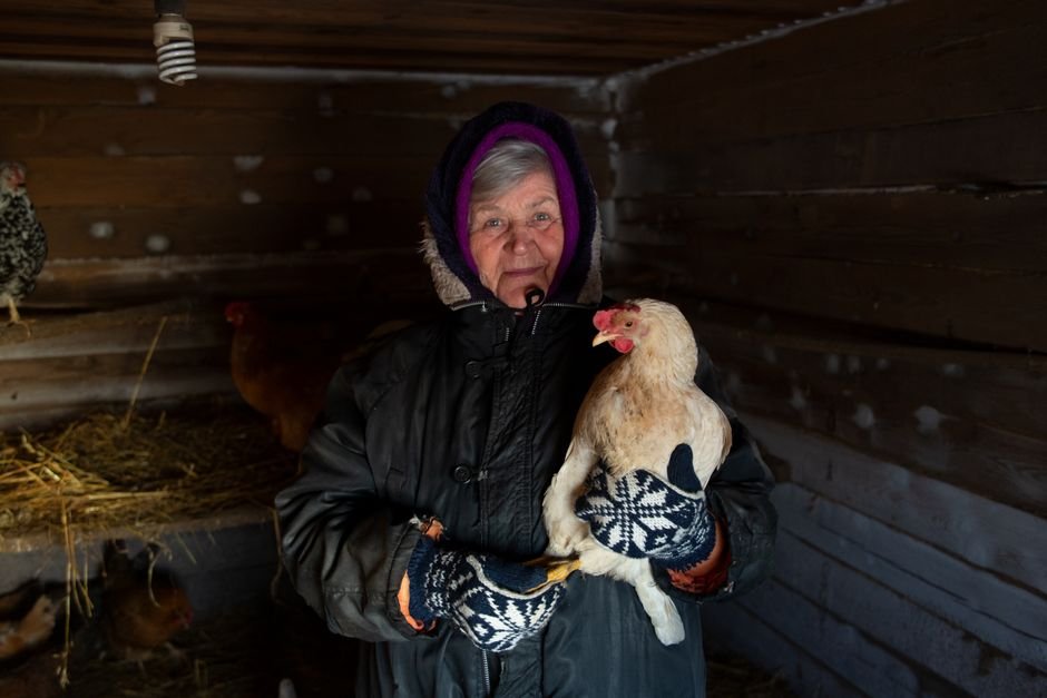 chickens snow winter