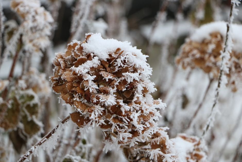 winter garden frost