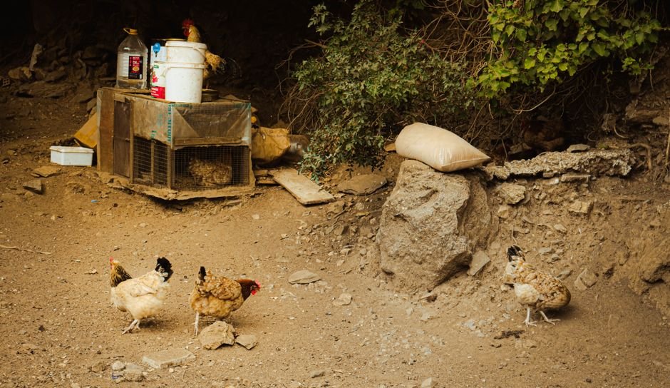 backyard chicken coop