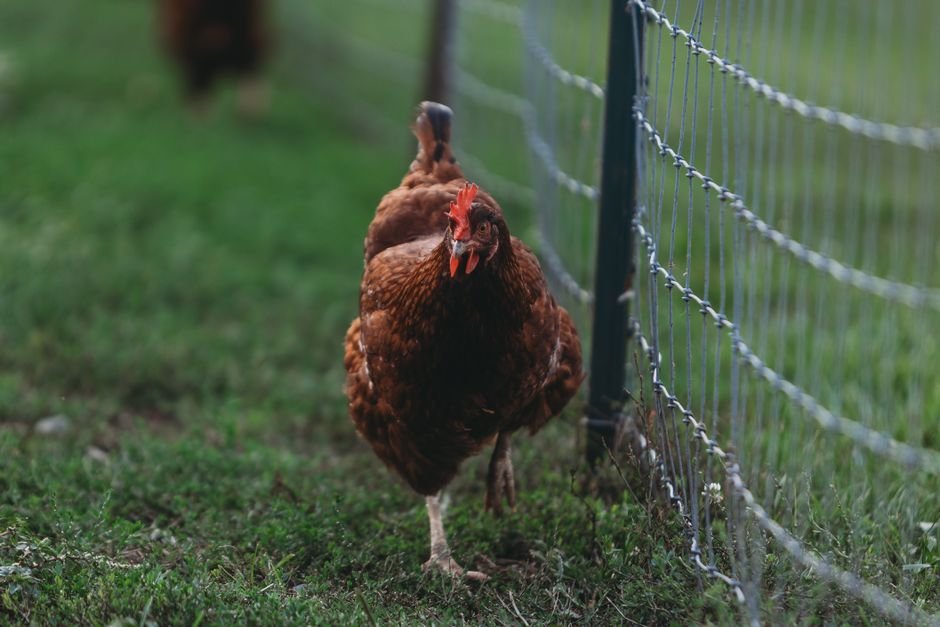 hens garden fence