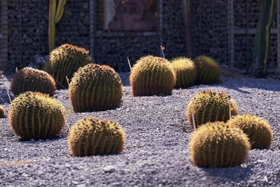 dry summer garden