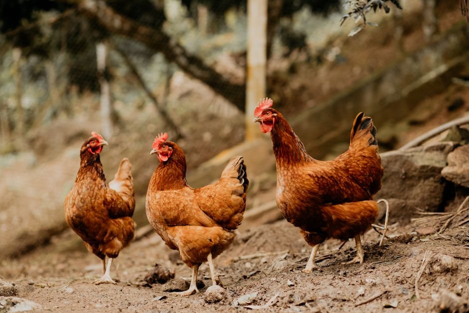 hens backyard