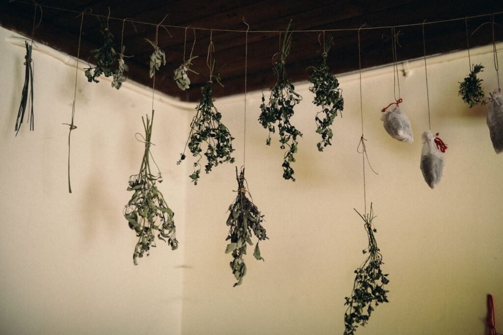 Bundles of herbs hanging from a ceiling to dry indoors